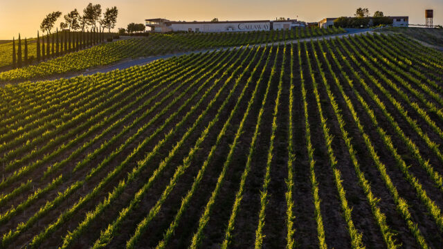 Callaway Vineyard & Winery photo