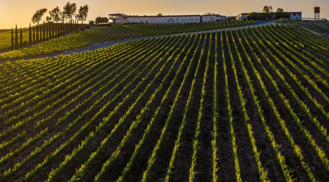 Callaway Vineyard & Winery photo