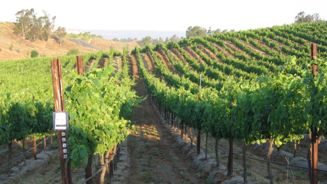 Monte De Oro Winery photo