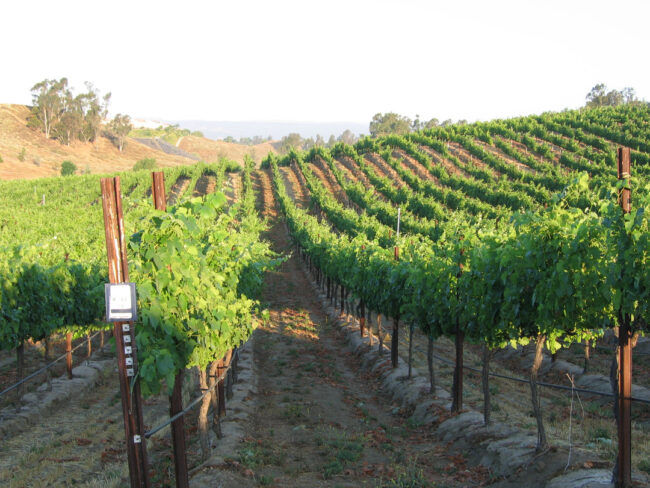 Monte De Oro Winery photo